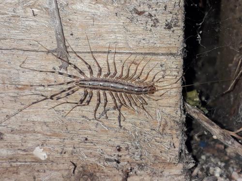Réf. 232 949 : Scutigera coleoptrata
